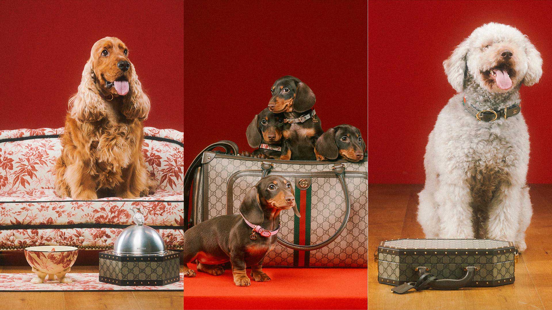 Gucci Debuts Collection Dedicated to Pets